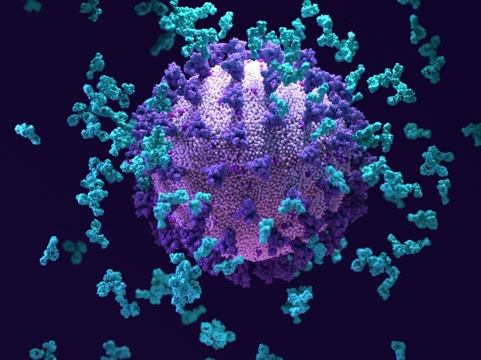 Antibodi (biru muda) mengerumuni partikel SARS-CoV-2.