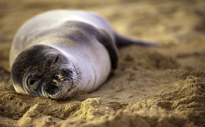 Hawaiian monk seal, anjing laut langka di Hawaii