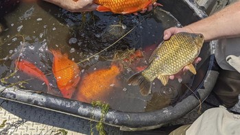 Diduga ikan mas itu dibuang sembarangan oleh warga yang awalnya memeliharanya. Pemerintah kota setempat pun memperingatkan penduduk jangan melakukan perbuatan itu karena ikan mas dapat turut menyebabkan penurunan kualitas air dengan mengacak-acak sedimen dan mencabut tanaman. Dengan kata lain, ikan mas raksasa ini dianggap sebagai hama. Foto: (City of Burnsville/AP)