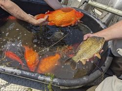 Wujud Ikan Mas Raksasa yang Dianggap Hama