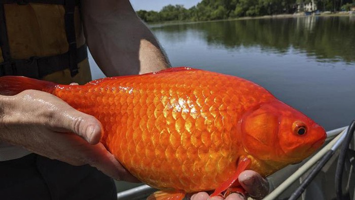 Ikan Mas seukuran bola