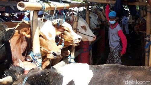 Menjelang Idul Adha, suasana di Pasar Hewan Jelok, Boyolali, ramai oleh pedagang dan pengunjung, Kamis (15/7). Transaksi hewan kurban pun mengalami peningkatan.