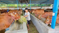 Tak hanya itu, harga hewan kurban khususnya sapi juga mengalami kenaikan bahkan mencapai Rp 2 juta.
