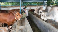 Aktivitas pasar hewan yang buka setiap Pahing ini pun ramai pembeli. Terlebih, hari ini merupakan hari pasaran terakhir sebelum Idul Adha.