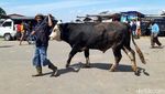 Jelang Idul Adha, Pasar Sapi di Boyolali Ramai