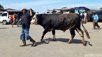 Petugas penarik retribusi di Pasar Hewan Jelok, Imam Kadhofi mengatakan, jumlah sapi yang masuk ke pasar khususnya sapi lemon atau penggemukan untuk kurban, juga mengalami kenaikan.