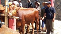 Pasar Jelok menjadi salah satu pasar hewan yang paling besar dan ramai. Pasar ini merupakan pindahan dari Pasar Sapi Singkil, Karanggeneng, Boyolali.