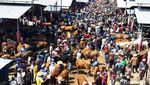 Jelang Idul Adha, Pasar Sapi di Boyolali Ramai