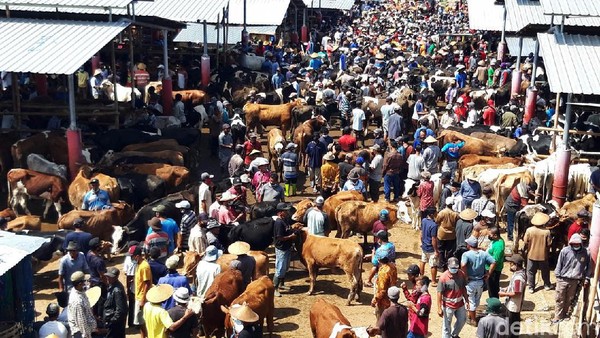Jelang Idul Adha, Pasar Sapi di Boyolali Ramai