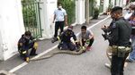 Lockdown di Thailand Bikin Ular Sanca Keluar dari Sarang