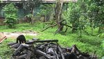 Ini Lho Konservasi Beruang Madu Indonesia, Kamu Bisa Adopsi Juga