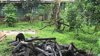 Beruang madu saat diberi makan