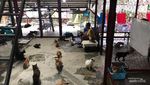 Ini Lho Konservasi Beruang Madu Indonesia, Kamu Bisa Adopsi Juga