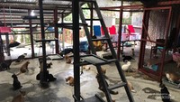 Para wisatawan pun dapat mengadopsi kucing dan anjing di KWPLH