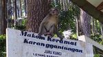 Bertemu Si Ekor Panjang, Sang Penguasa Karang Gantungan