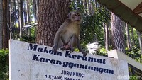 Monyet-monyet ini seperti ditakdirkan menjadi penjaga Makam Keramat Karang Gantungan. Biasanya obyek wisata ini hanya dikunjungi wisatawan lokal dari Bandung. (Wisma Putra/detikcom)