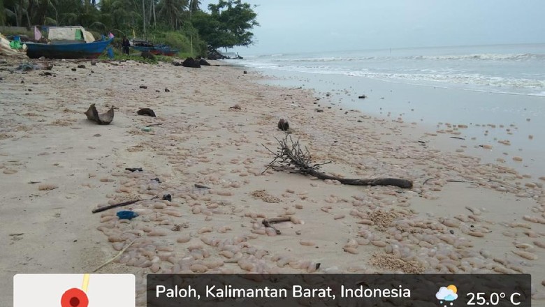 Pantai Venesia Sambas, Kalimantan Barat