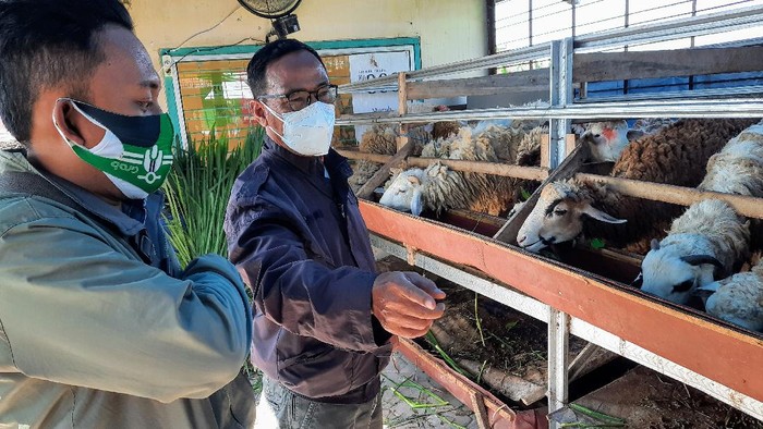 Pedagang hewan ternak mengeluhkan anjloknya penjualan kambing