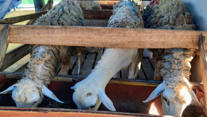Pedagang hewan ternak mengeluhkan anjloknya penjualan kambing