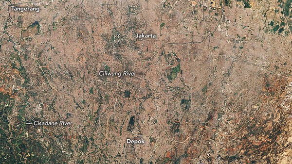 Dari foto landsat itu, bisa dilihat adanya hilangnya hutan dan vegetasi di sepanjang Sungai Ciliwung dan Cisadane. Area itu beralih menjadi pemukiman. Setelah tidak ada vegetasi dan hutan setelah menjadi pemukiman, luapan kedua sungai itu pun tidak lagi memiliki area penyerapan. Area itu kemudian justru berkontribusi terhadap limpasan dan banjir bandang. Dok. NASA Dari foto landsat itu, bisa dilihat adanya hilangnya hutan dan vegetasi di sepanjang Sungai Ciliwung dan Cisadane. Area itu beralih menjadi pemukiman. Setelah tidak ada vegetasi dan hutan setelah menjadi pemukiman, luapan kedua sungai itu pun tidak lagi memiliki area penyerapan. Area itu kemudian justru berkontribusi terhadap limpasan dan banjir bandang. Dok. NASA