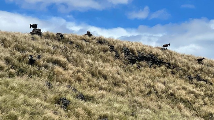 Taman Nasional Puuhonua o Honaunau