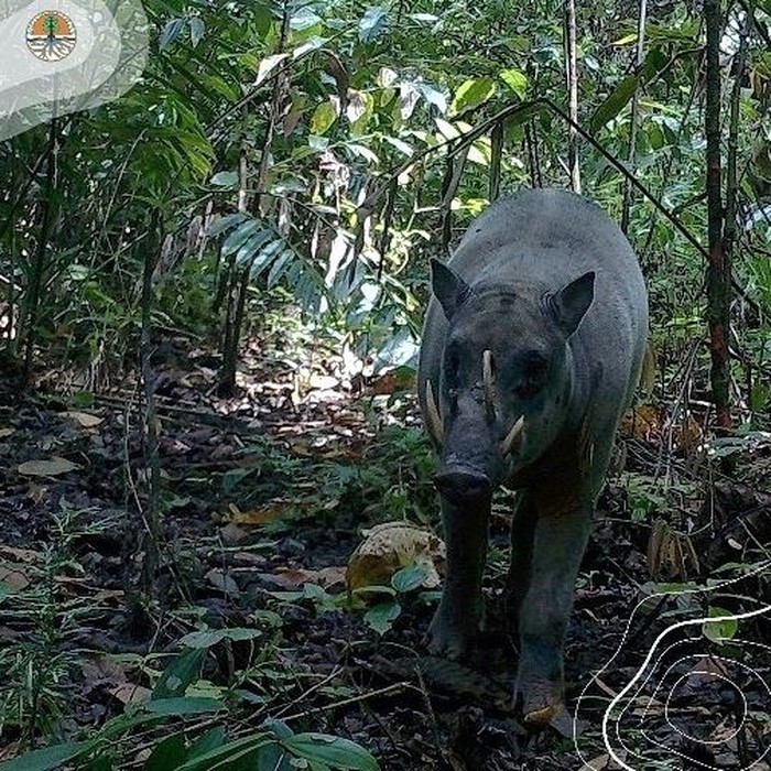 babirusa Maluku