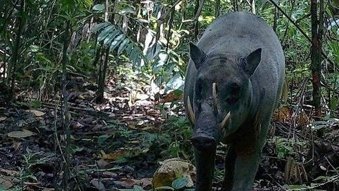 babirusa Maluku