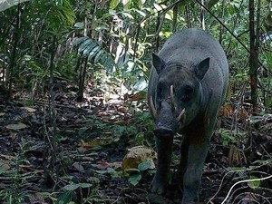 Jawaban Imigrasi Soal WNA Masuk RI sampai Munculnya Babirusa di Maluku