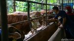Berburu Hewan Kurban Sambil Berwisata di Kampung 99 Pepohonan