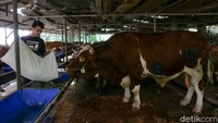 Kampung 99 Pepohonan bukan cuma cafe dan restoran, namun ini kawasan peternakan dan penggemukan sapi, kambing, dan domba. Kampung Pepohonan 99 memiliki pengalaman panjang menyediakan hewan kurban.  