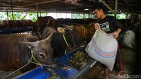 Kampung 99 Pepohonan ini ada sejak 2002. Ini showroom sebagai peternakan dan penggemukan sapi. Selain ini terdapat lima peternakan dan penggemukan di seluruh Jawa. 