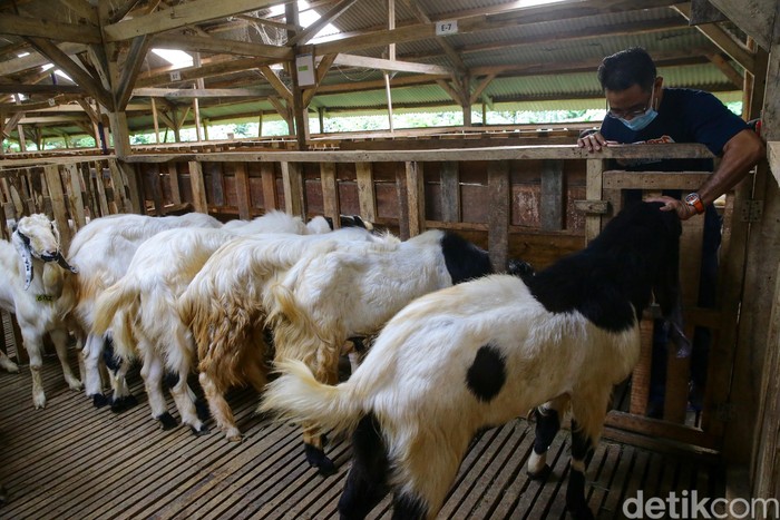 Kampung 99 Pepohonan di Depok tidak hanya menawarkan tempat wisata yang sejuk. Jelang Idul Adha, tempat ini juga menawarkan beragam hewan kurban.
