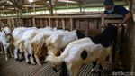 Berburu Hewan Kurban Sambil Berwisata di Kampung 99 Pepohonan