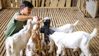 Tahun ini, Kampung Pepohonan 99 menyediakan 2.000 ekor sapi dan 1.000 ekor kambing.