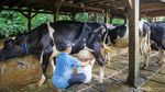 Berburu Hewan Kurban Sambil Berwisata di Kampung 99 Pepohonan