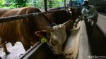 Berburu Hewan Kurban Sambil Berwisata di Kampung 99 Pepohonan
