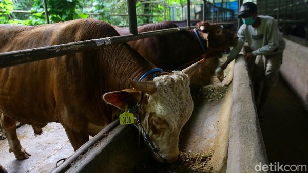 Bagi traveler yang mau berkurban, bisa memilih sapi atau kambing langsung dari kandang di Kampung 99 Pepohonan. Bagi traveler yang mau berkurban, bisa memilih sapi atau kambing langsung dari kandang di Kampung 99 Pepohonan.Â