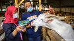 Berburu Hewan Kurban Sambil Berwisata di Kampung 99 Pepohonan