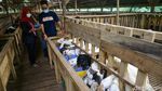 Berburu Hewan Kurban Sambil Berwisata di Kampung 99 Pepohonan