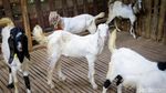 Berburu Hewan Kurban Sambil Berwisata di Kampung 99 Pepohonan