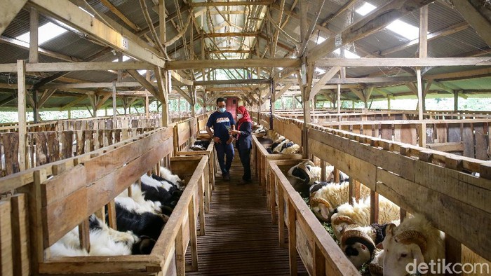 Berburu Hewan Kurban Sambil Berwisata di Kampung 99 Pepohonan Kampung 99 Pepohonan di Depok tidak hanya menawarkan tempat wisata yang sejuk. Jelang Idul Adha, tempat ini juga menawarkan beragam hewan kurban.