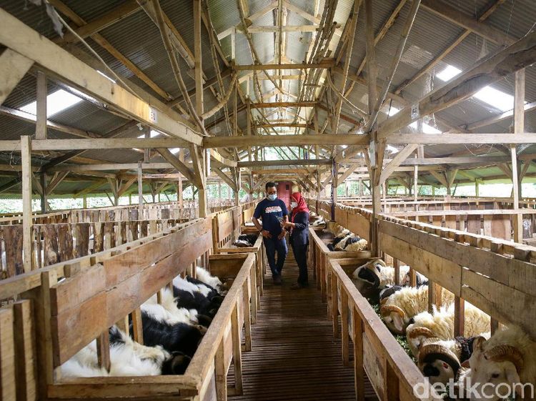 Berburu Hewan Kurban Sambil Berwisata di Kampung 99 Pepohonan