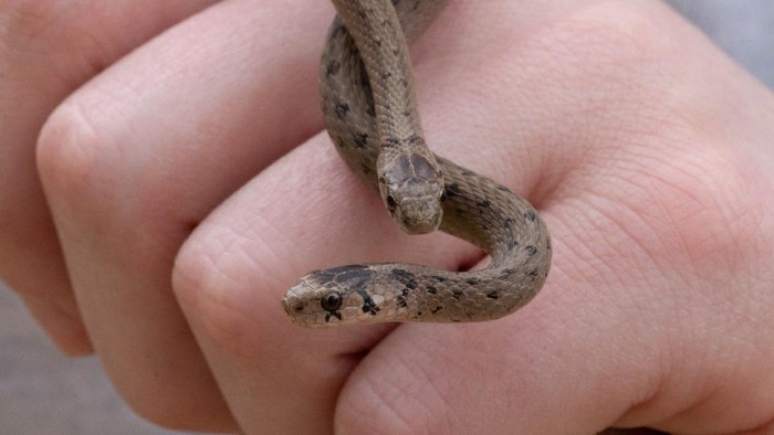 dekays brown snake
