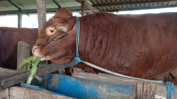 Dua RPH di Surabaya Siap Sembelih Hewan Kurban, Totalnya 70 Ekor Sapi