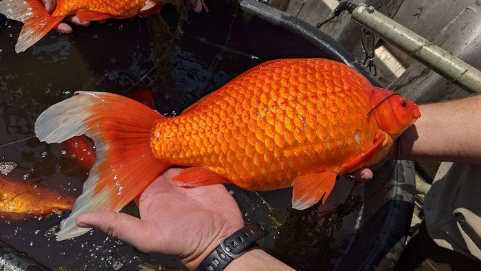 Ikan Mas di Amerika Ikan mas jadi spesies invasif di Amerika