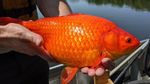 Foto: Wujud Ikan Berukuran Jumbo di Danau Minnesota