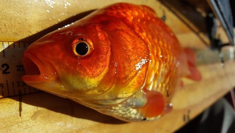 Ikan Mas Raksasa Ikan Mas Raksasa