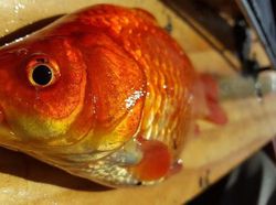 Wujud Ikan Mas Raksasa yang Dianggap Hama