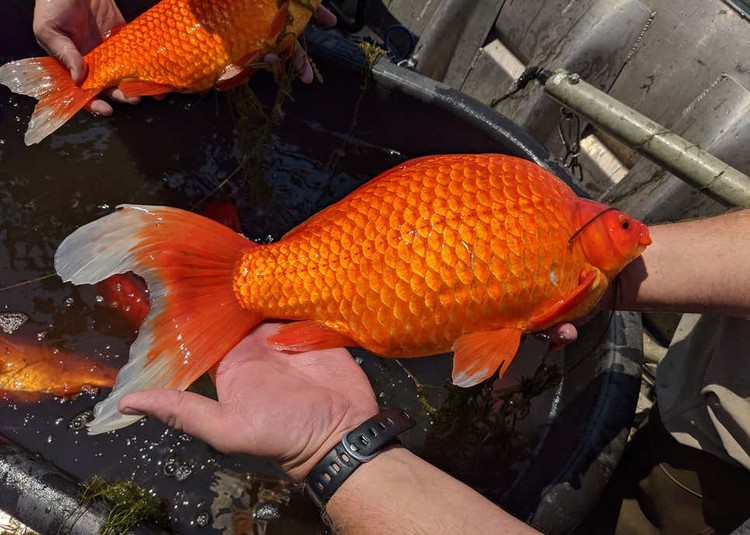 Ikan Mas Raksasa Ikan Mas Raksasa