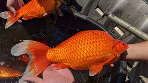 Wujud Ikan Mas Raksasa yang Dianggap Hama